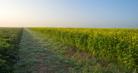 Rapeseed growing on a foggy field at dawn