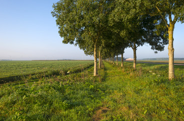 Trees along a hazy field at dawn in autumn