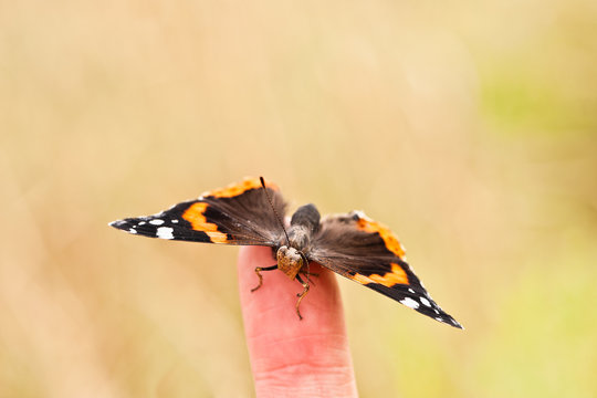 Ein Schmetterling auf dem Finger