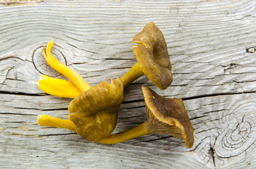 Fresh raw yellowfoot mushrooms