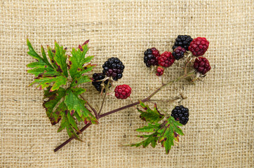 Blackberries at a twig