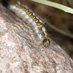 caterpillar in nature. close-up