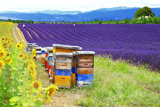 sunflower, lavander and beehive - Provence, France