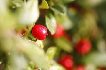 Red Berries