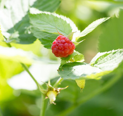 raspberry in nature