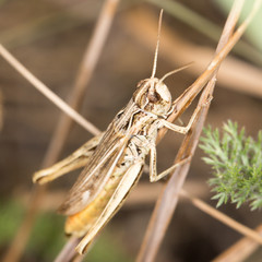 grasshopper in nature