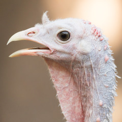 portrait of a turkey