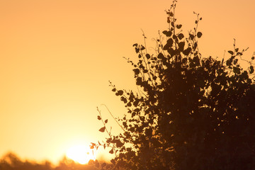 a beautiful sunset on a background of trees