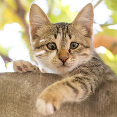 Portrait of a kitten in nature