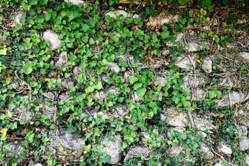 stone wall with ivy