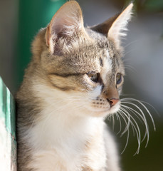 portrait of kitten