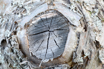 Wooden swirls organic background texture