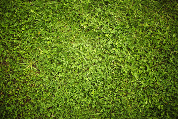 Grass Background