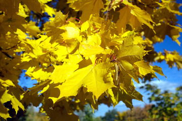 Many yellow maple leaves on a tree in golden autumn close up