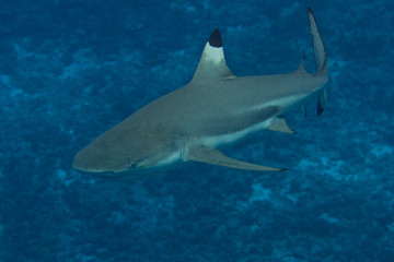 Blacktip Reef Shark Underwater in Bora Bora, French Polynesia
