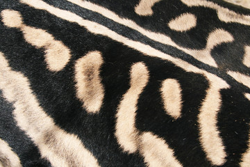 Fototapeta na wymiar Skin of a Zebra African, black and white stripes on a wild Zebra