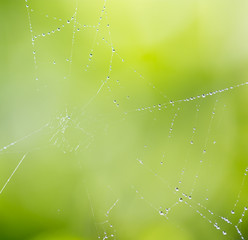 Spider on web covered by water drops, green background