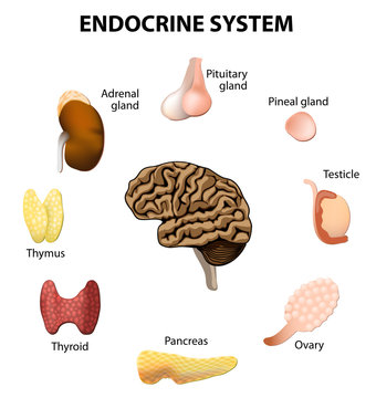 Endocrine system. Set icons
