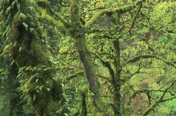 Dense Woodland, Oregon, Usa