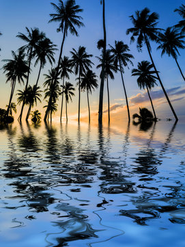 Coconut tree silhouette and reflection with sunset background