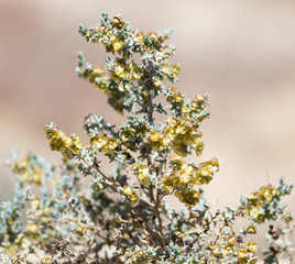 dried flowers fruit on the bush