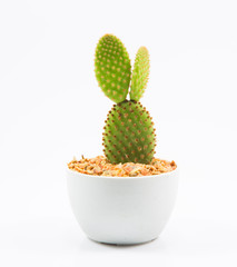 isolation cactus on white backgroundi