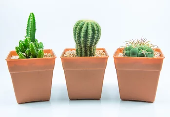 Zelfklevend Fotobehang Cactus in pot isolatiecactus op witte achtergrond