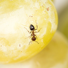 ant on green grapes. close-up