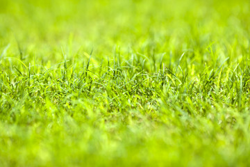 Fototapeta premium Grass Background