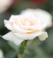white flower in nature