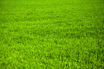 Grass Background