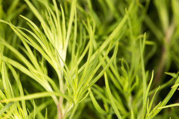 background of green grass plants