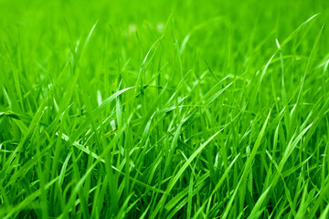 Grass Background