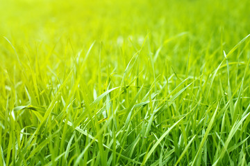Grass Background
