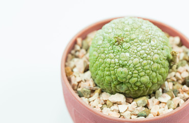 isolation cactus on white backgroundi