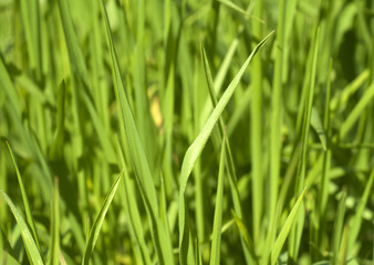 Fototapeta na wymiar Close Up Green Grass