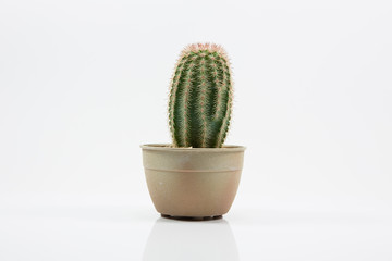 cactus decorated on white background