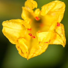 beautiful yellow flower in nature