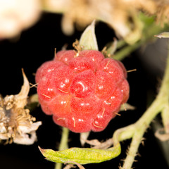 ripe raspberry in nature
