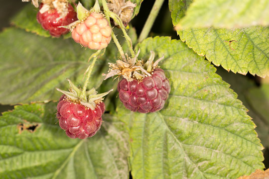 ripe raspberry in nature