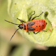 red beetle in nature. close-up