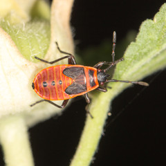 red beetle in nature. close-up