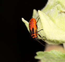 red beetle in nature. close-up