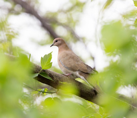pigeon on nature