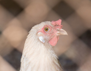 chicken over the fence