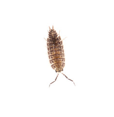 beetle wood louse isolated on white background