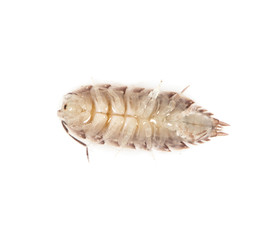 beetle wood louse isolated on white background