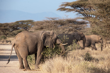 Obraz premium elephant