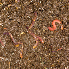 red worm manure