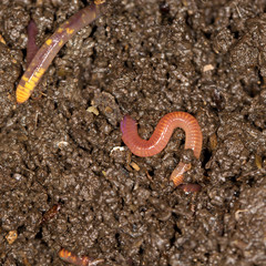 red worm manure